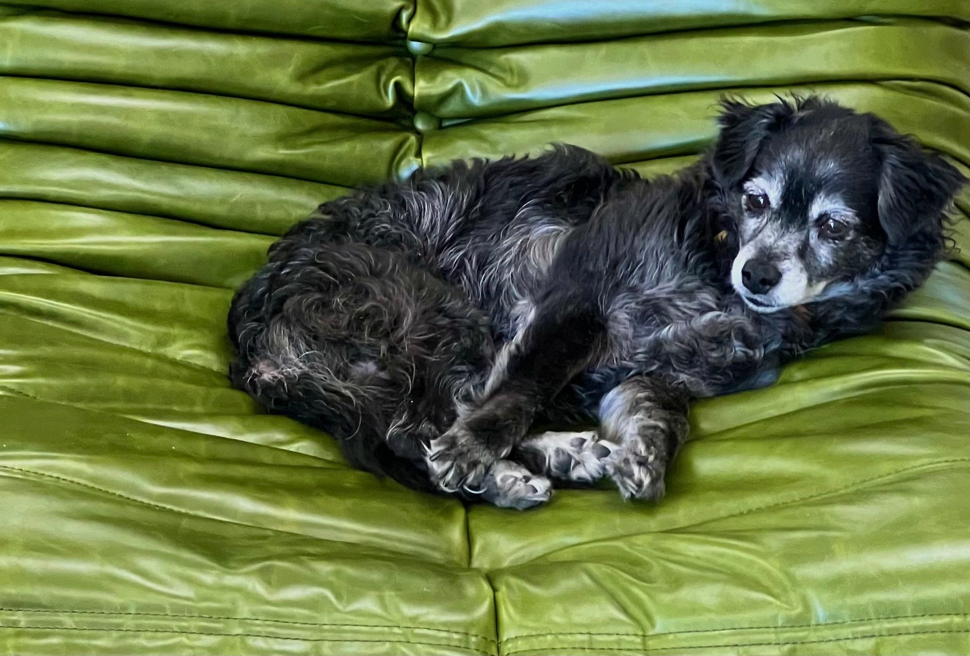 The Best Pet-Friendly Furniture Fabrics (That Still Look Great)